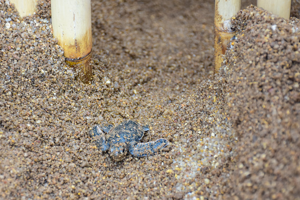 Banyan Tree Samui - Sea Turtles