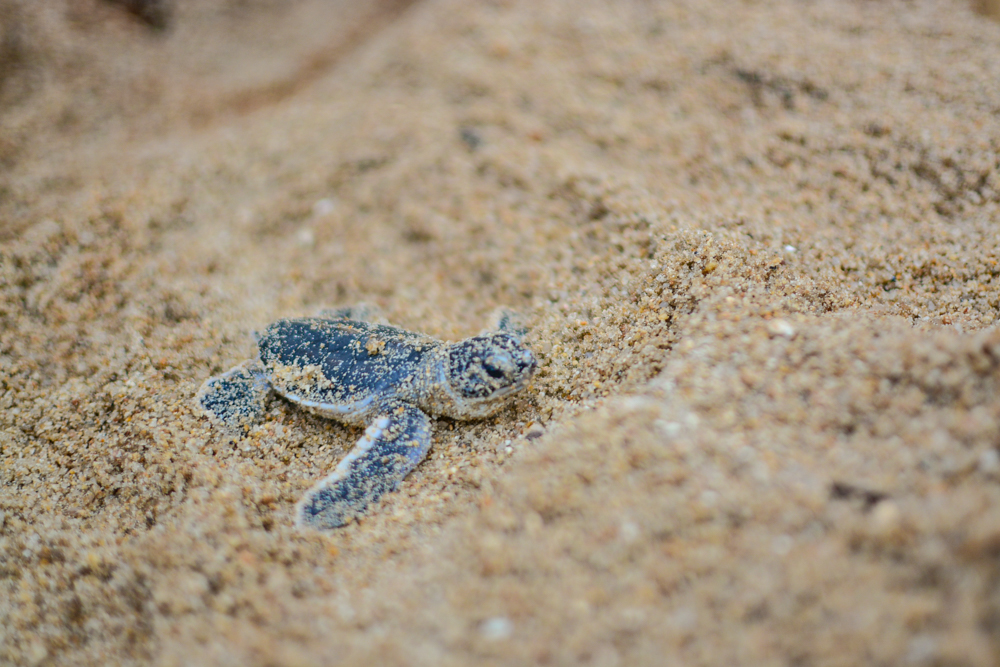 Banyan Tree Samui - Sea Turtles