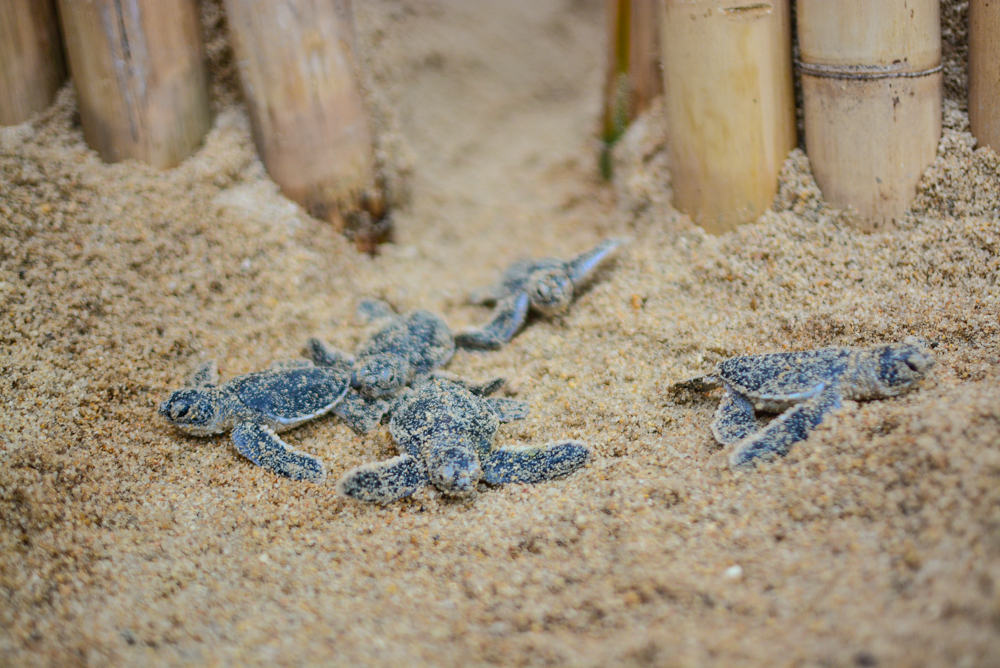 Banyan Tree Samui - Sea Turtles
