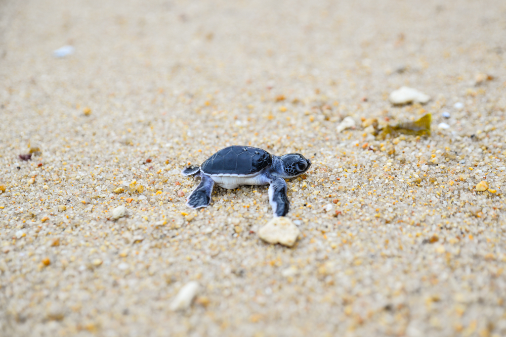 Banyan Tree Samui - Sea Turtles