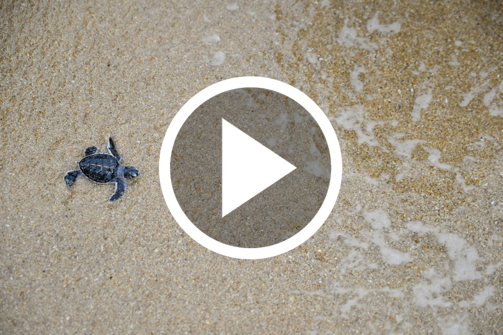 Banyan Tree Samui - Sea Turtles