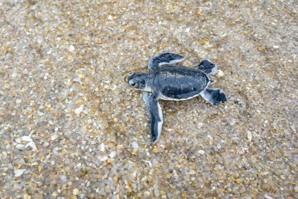 Banyan Tree Samui - Sea Turtles
