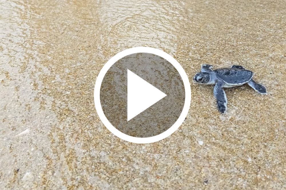 Banyan Tree Samui - Sea Turtles