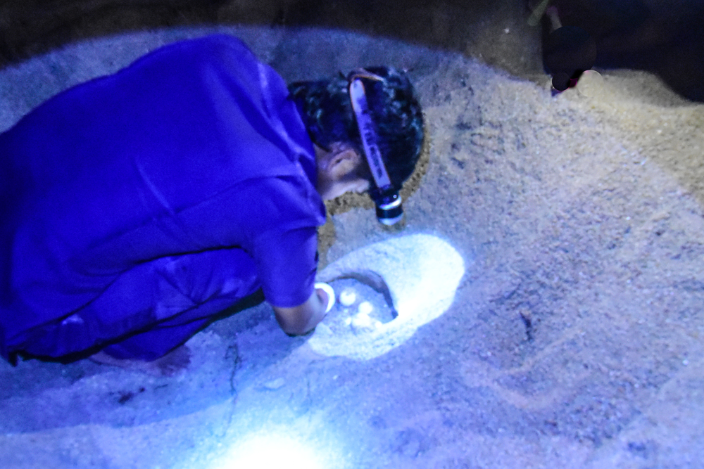 Banyan Tree Samui - Sea Turtles