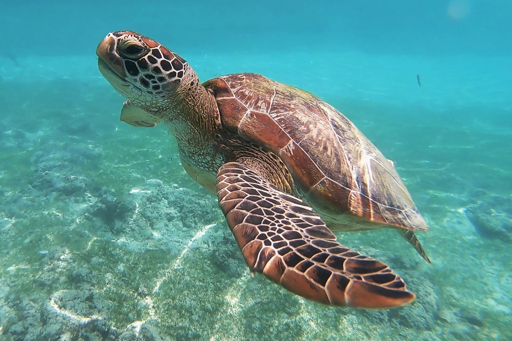 Banyan Tree Samui - Sea Turtles