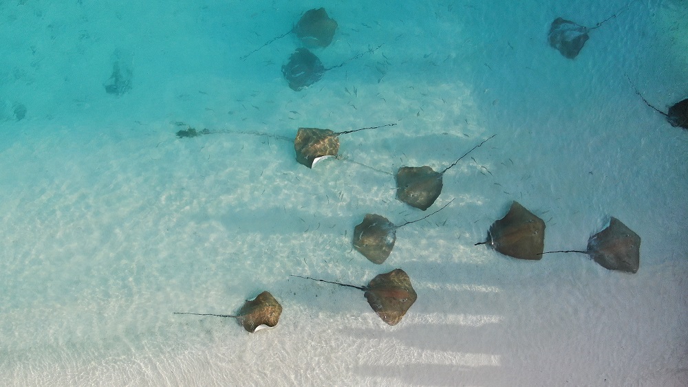 Banyan Tree Vabbinfaru Maldives Stingrays
