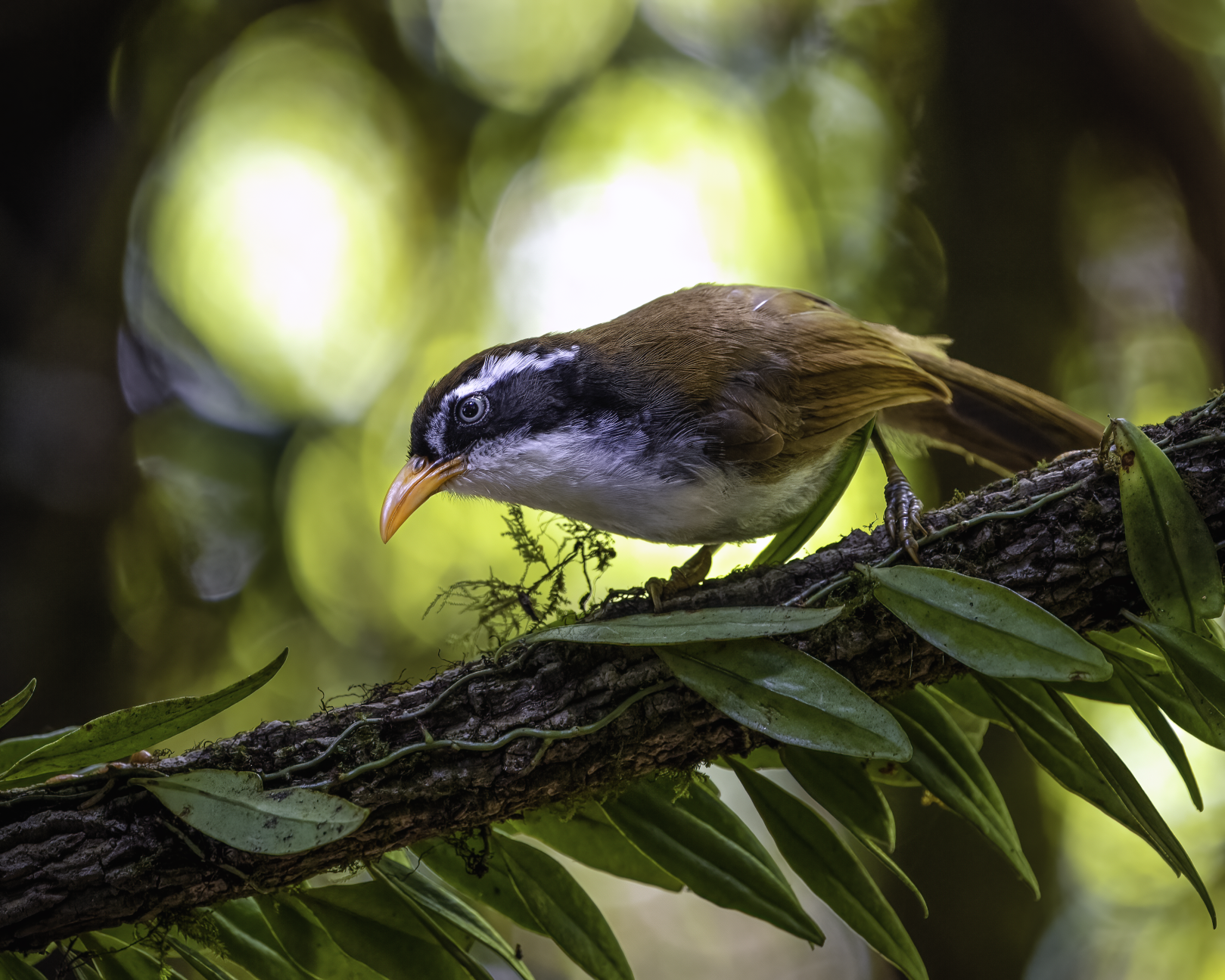 Birds at Banyan Tree Lang Co