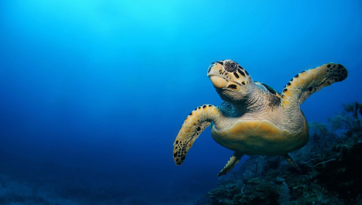 Banyan Tree Green Imperative Fund