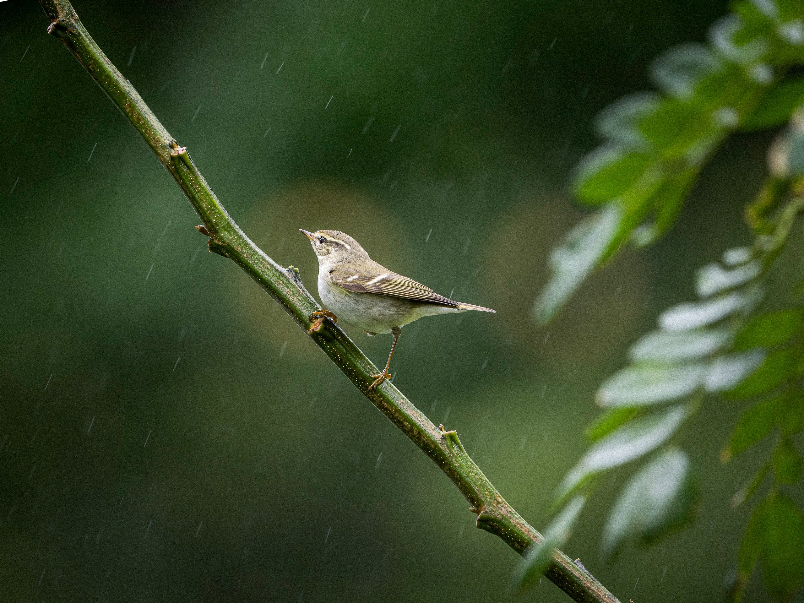Bird at Banyan Tree Lang Co