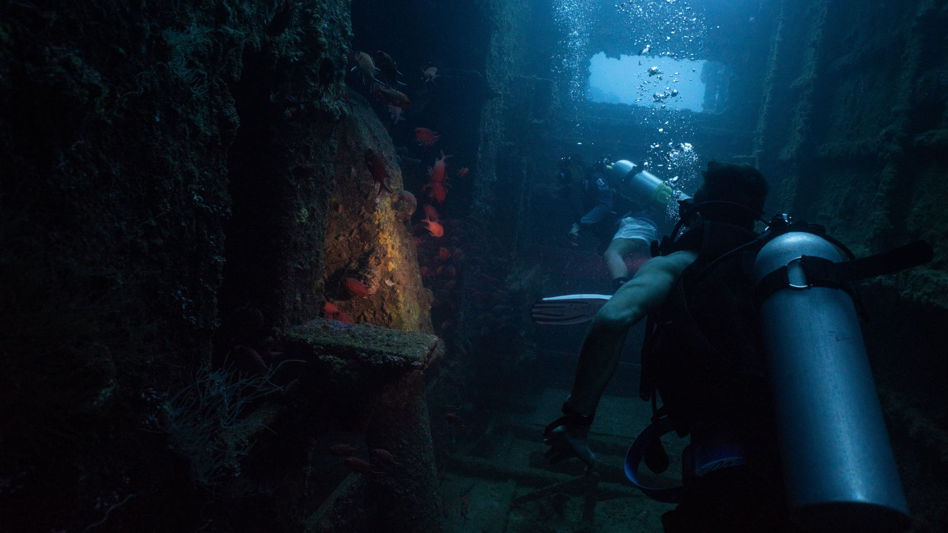 Diving and Padi Courses