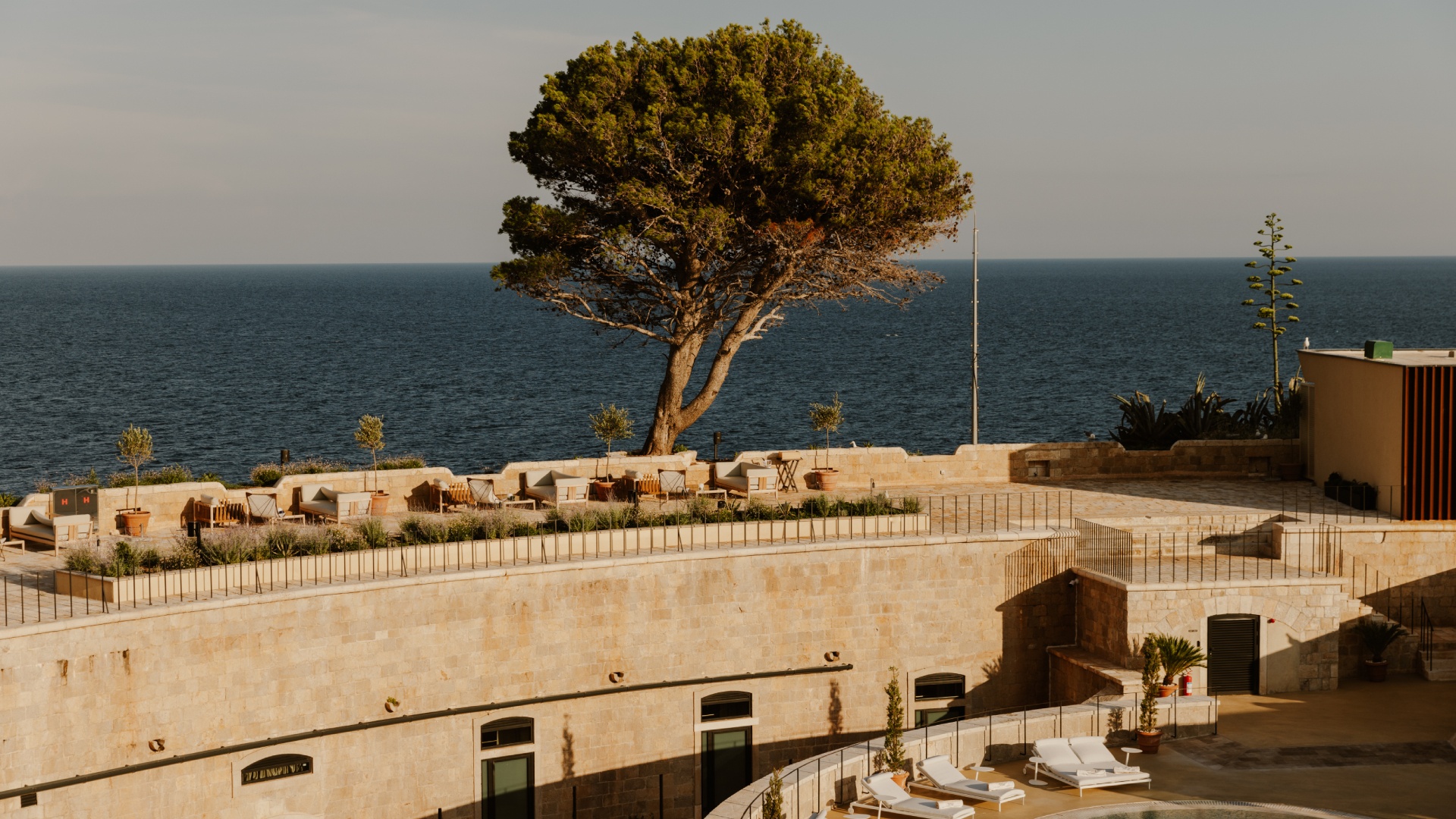 Pine Tree in Mamula Island