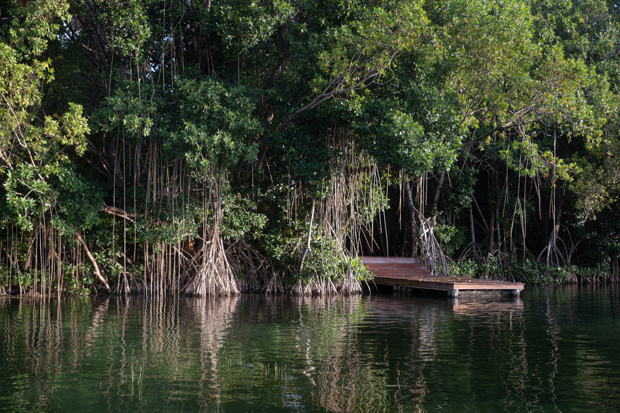 BTMXMY_BTCONNECTIONS_PROGRAMME_MANGROVE