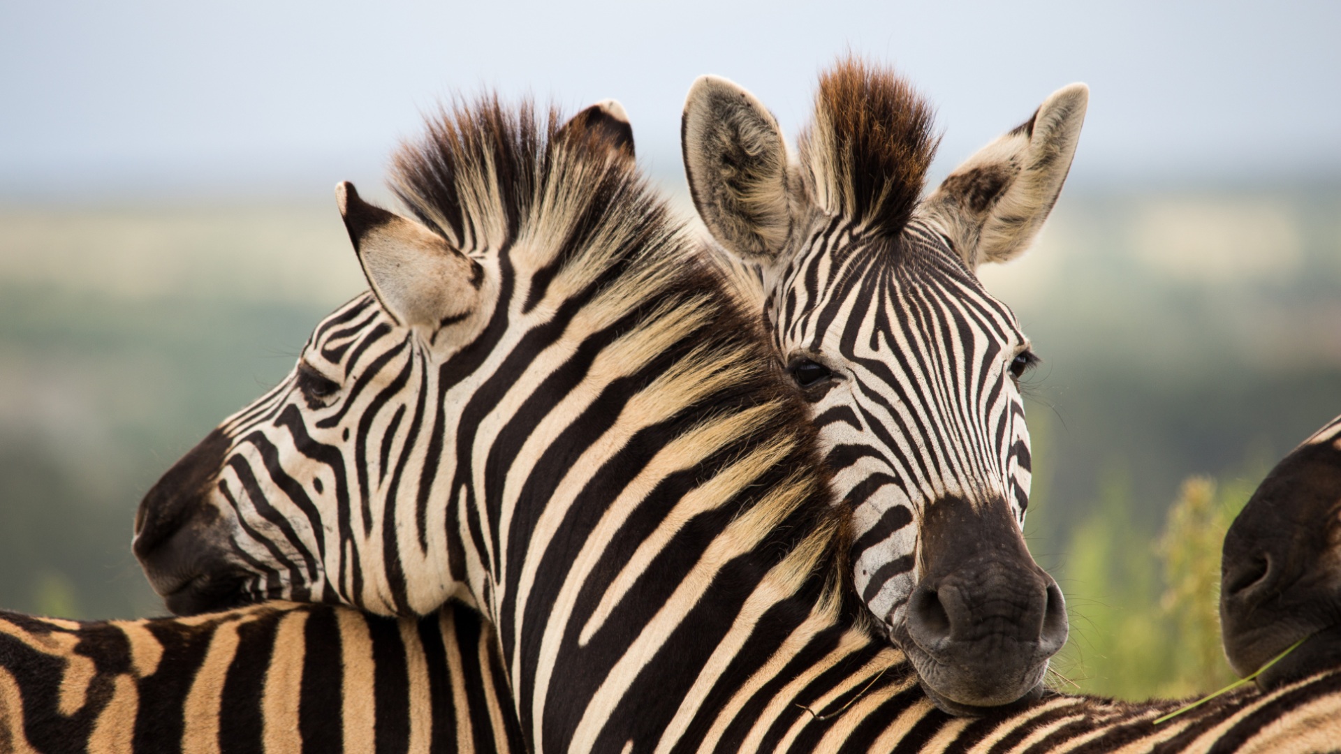 bte-ubuyu-1.jpg bte-ubuyu-1.jpg