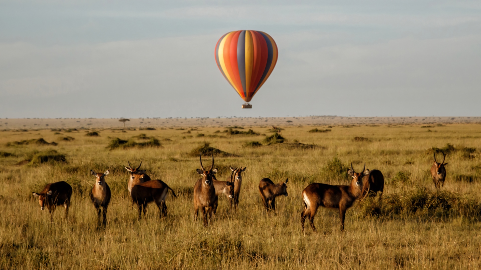 bte-ubuyu-3.jpg bte-ubuyu-3.jpg