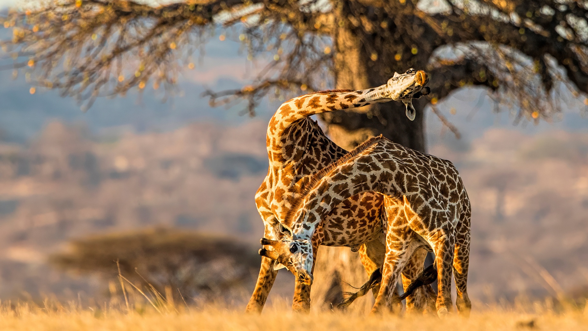 bte-ubuyu-4.jpg bte-ubuyu-4.jpg