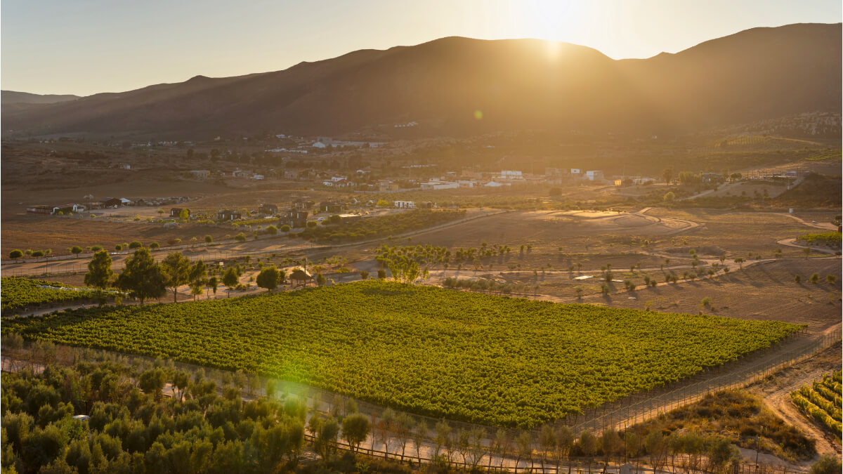 Banyan Tree Veya Valle de Guadalupe