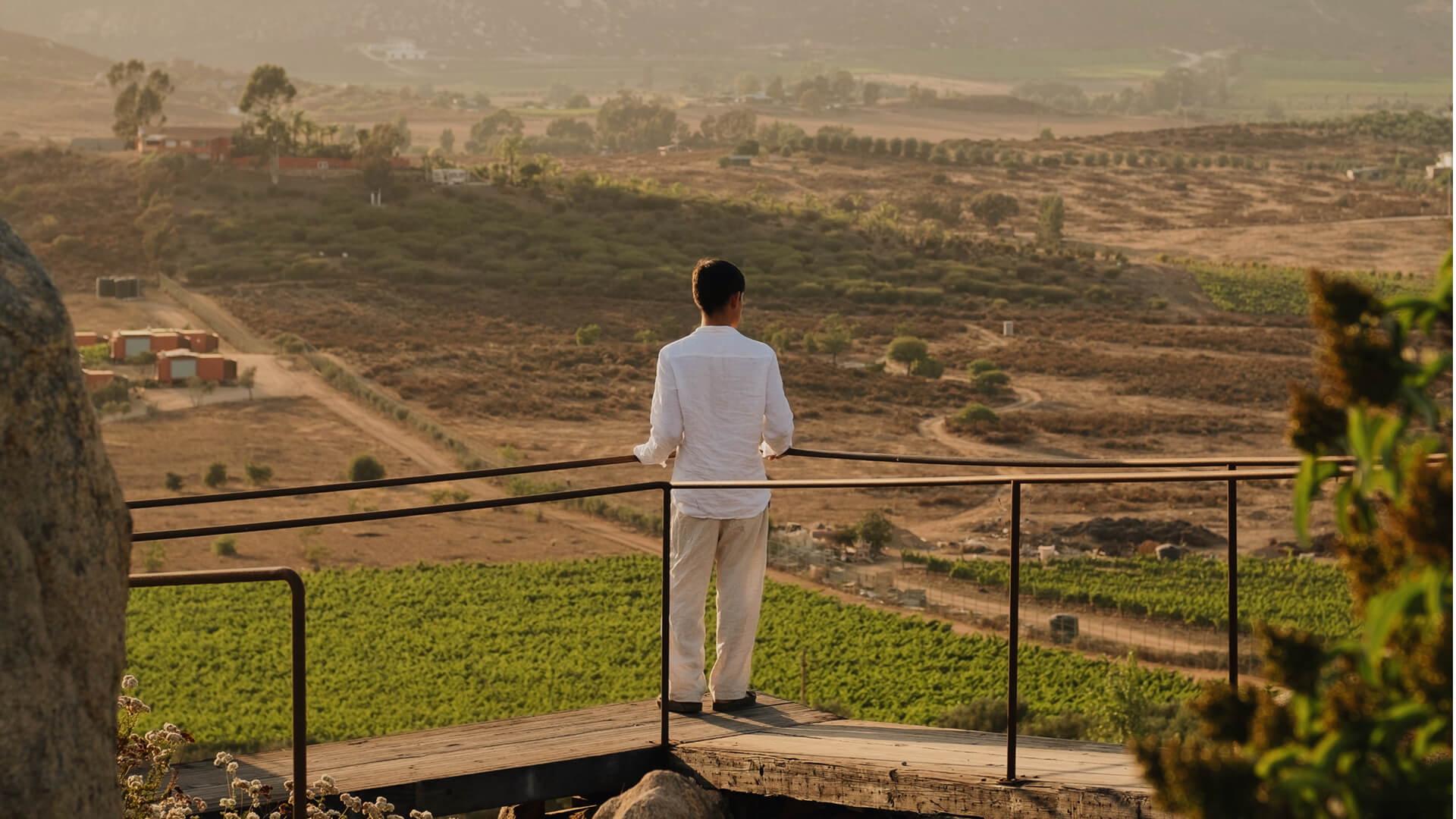 Banyan Tree Veya Valle de Guadalupe 