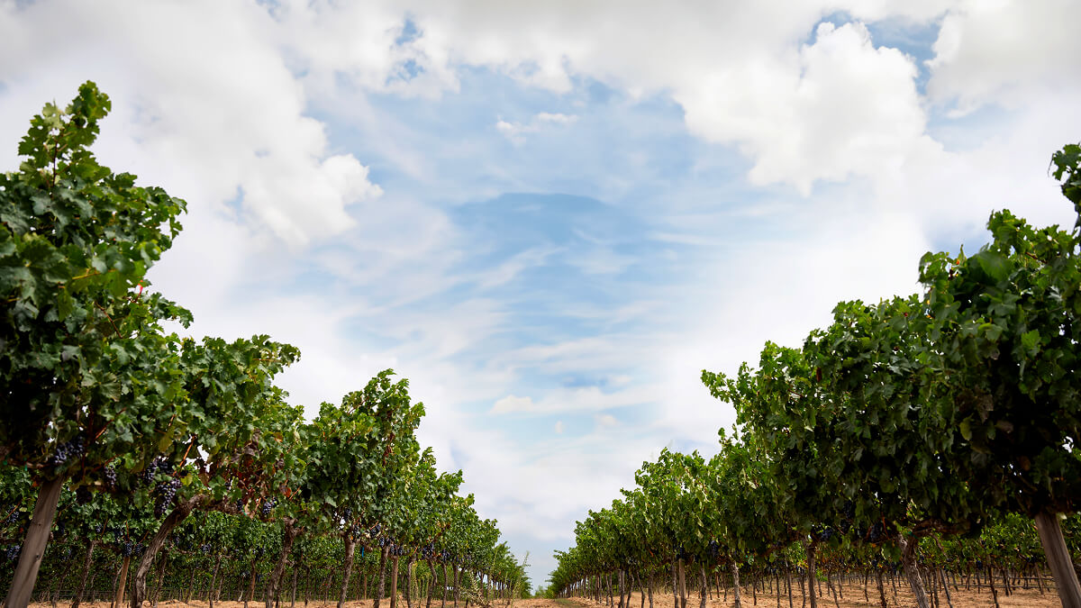 Pictograma Winery Banyan Tree Veya 