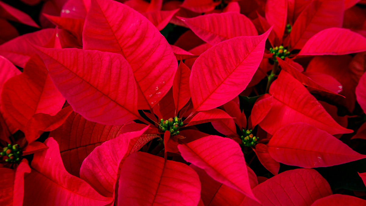 Navidad Banyan Tree Veya