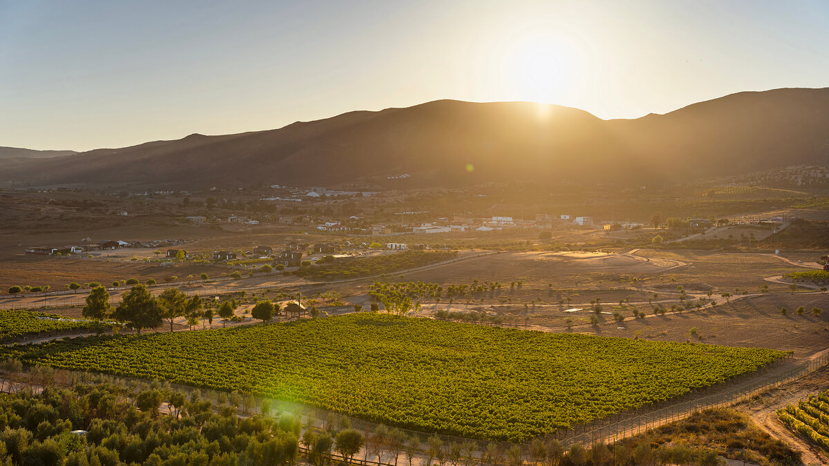 Banyan Tree Valle de Guadalupe