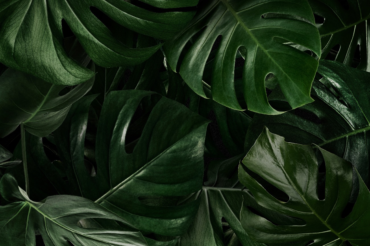 naturaleza de banyan tree 