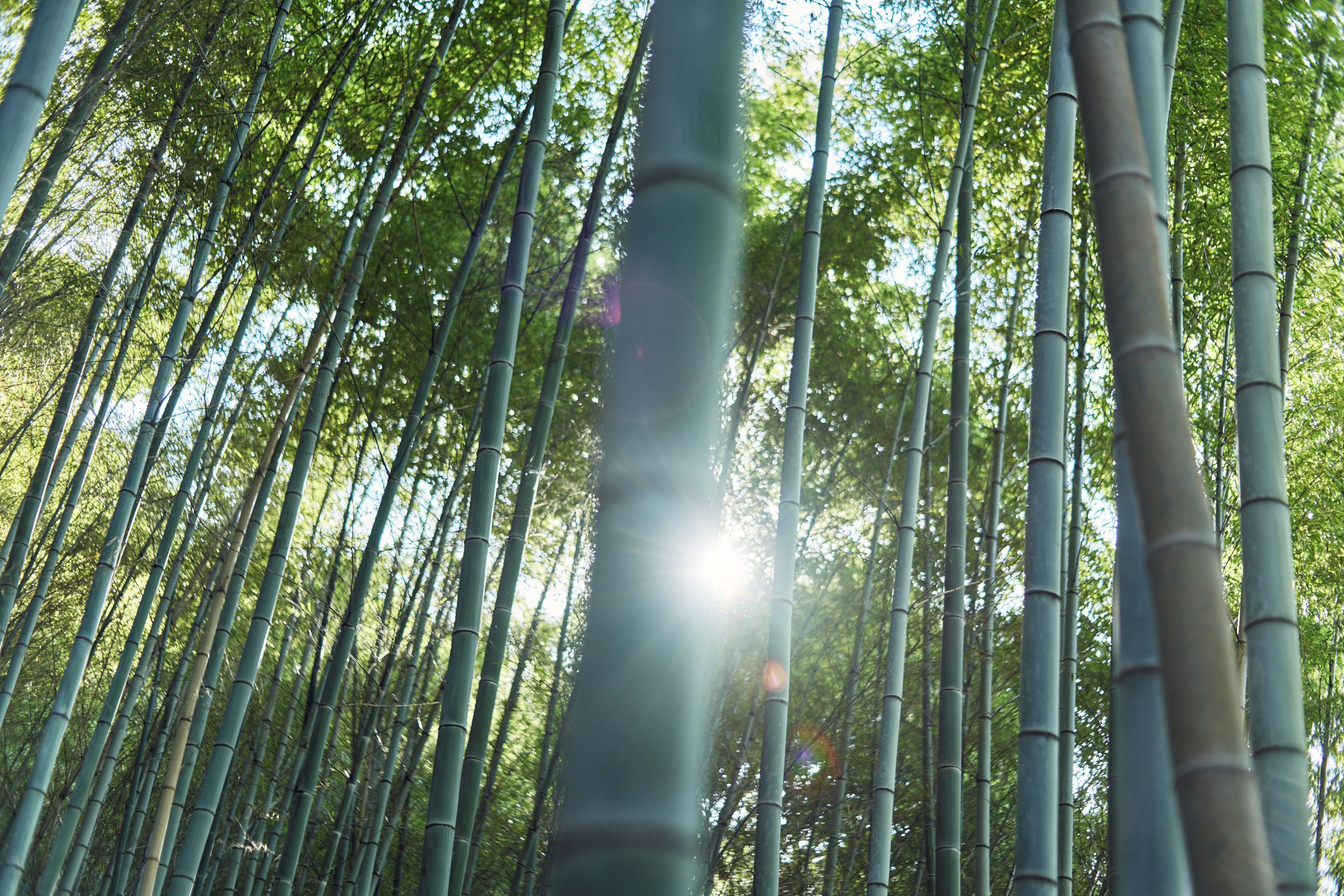 BT Kyoto Bamboo Garden