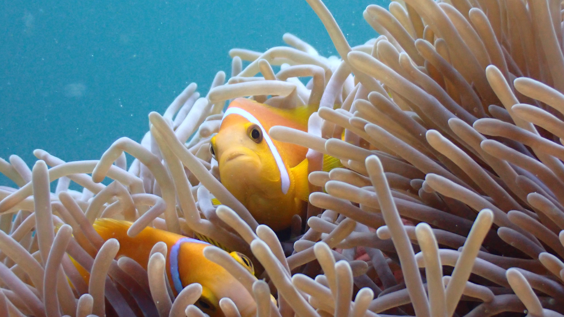 Citizen Science Snorkel