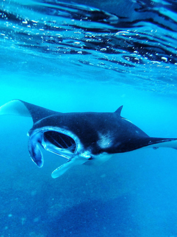 Manta Ray Snorkelling Trip