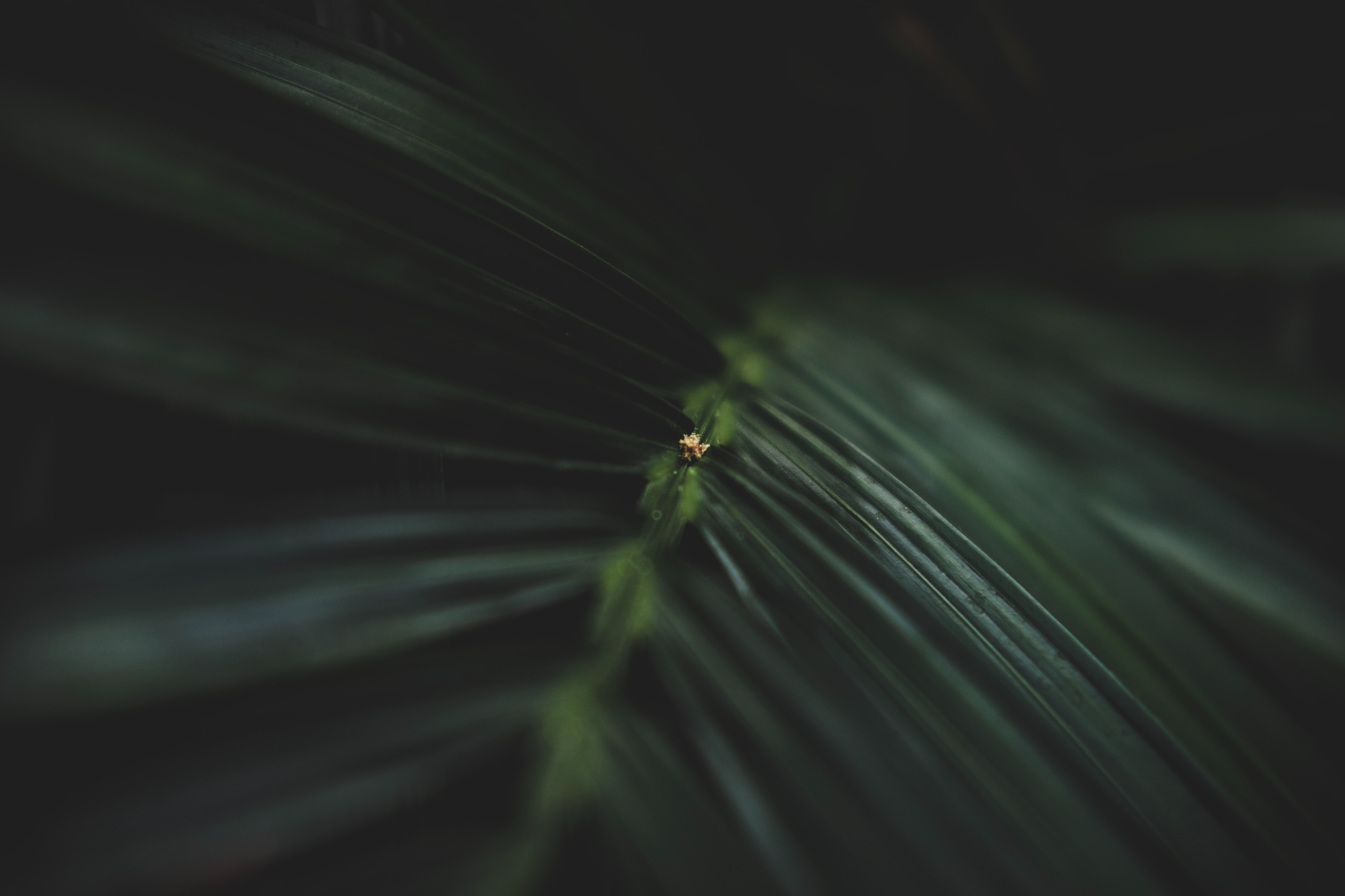BTD-Leaf