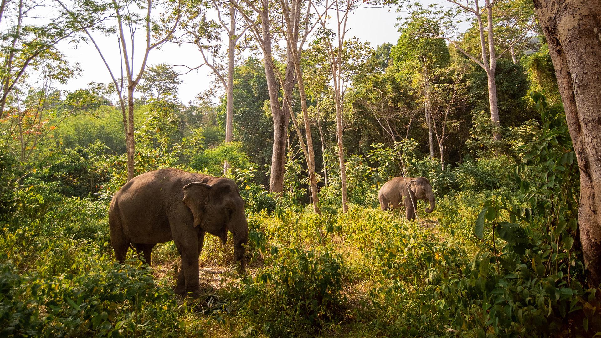 Banyan Tree Thailand Phuket Experiences - Sustainability Community Phuket Elephant Sanctuary